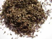 Ocimum sanctum - Heilige Basilicum